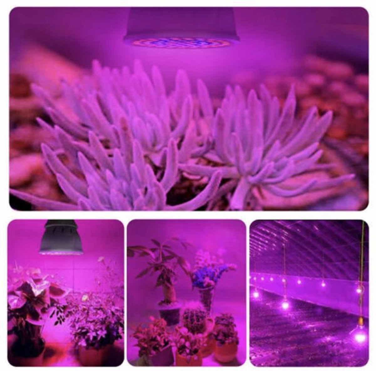 LED Groei Lamp met 54 leds KWEEK led lamp Voor Groei en