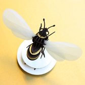 Assembli Honey Bee 3D insect-transparant