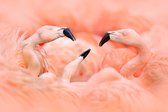 100% Nederlandse Productie! │ Diamond Painting │ Flamingo's │ Formaat 90 x 60 cm │ Diamond Painting Pakket Volwassenen │ Volledige bedekking │ Vierkant │ Full │ Flitzz Diamond Pain