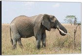 Dibond – Zuid-Afrikaanse Olifant– 90x60 Foto op Aluminium (Wanddecoratie van metaal)