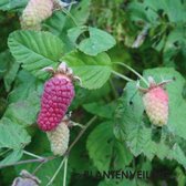 Loganbes - Rubus fruticosus Thornless 'Loganberry' - kruising braam met framboos (doornloos) - kleinfruit - fruitstruik - zelf fruit kweken - frambraam - 3 stuks