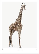 My Deer Art Shop Poster - Giraffe - 50 X 40 Cm - Bruin
