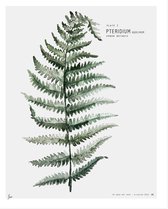 My Deer Art Shop Poster - Fern - 50 X 40 Cm - Groen