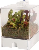 vdvelde.com - Terrarium met 2 Kleuren LED verlichting - 3 Vleesetende planten soorten + Handige Watermeter - L15xB15xH23 cm