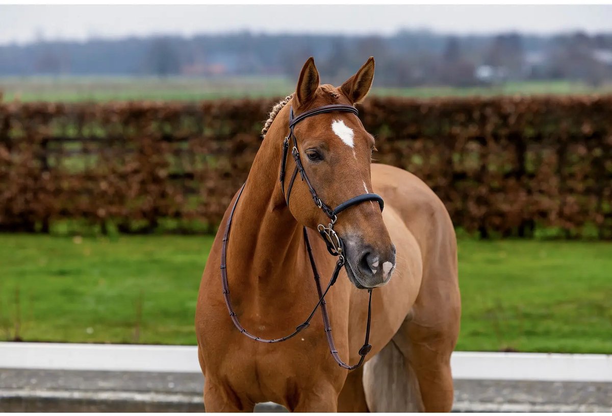 Anatomisch ruiterbit Trust Hickstead Hackamore