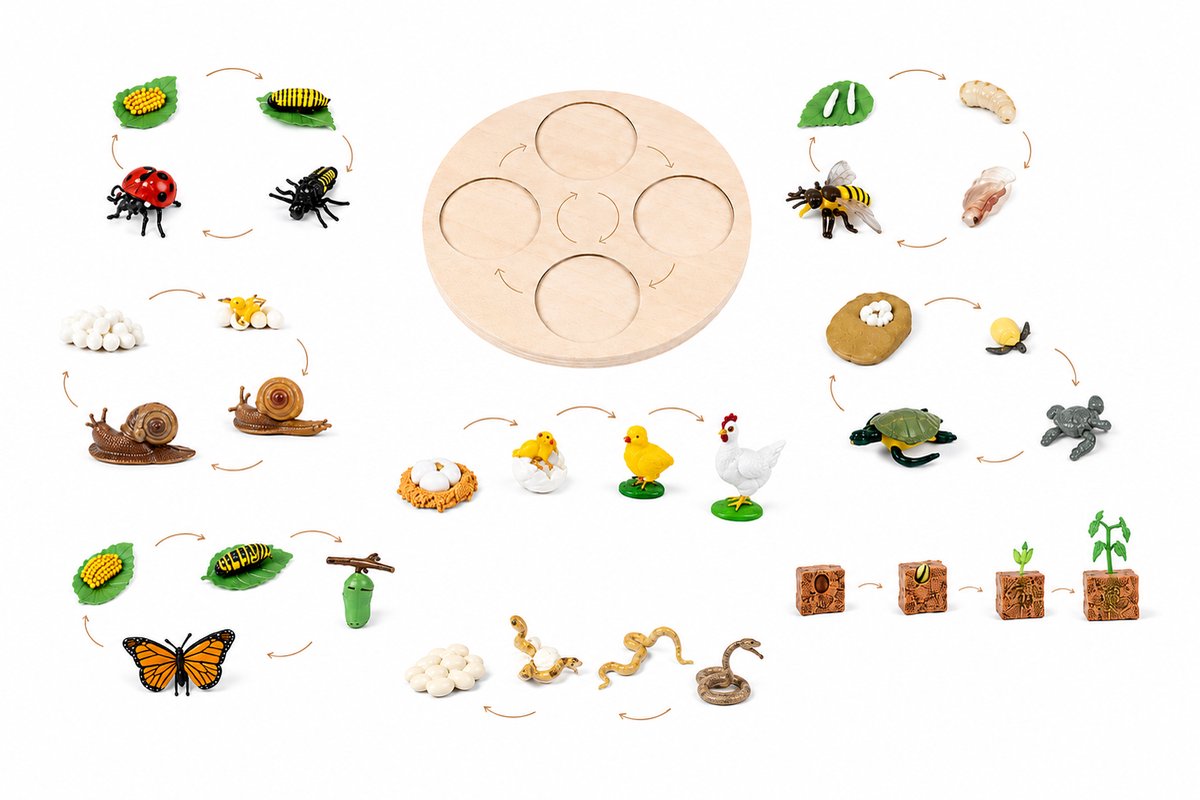 Houten cyclusbord dieren - Levenscyclus Vlinder, plant, kip, wesp, lieveheersbeestje, slak, slang en schildpad - Educatief montessori speelgoed - Biologie - Natuuronderwijs - Ontwikkeling van dieren en planten - Groei van dieren