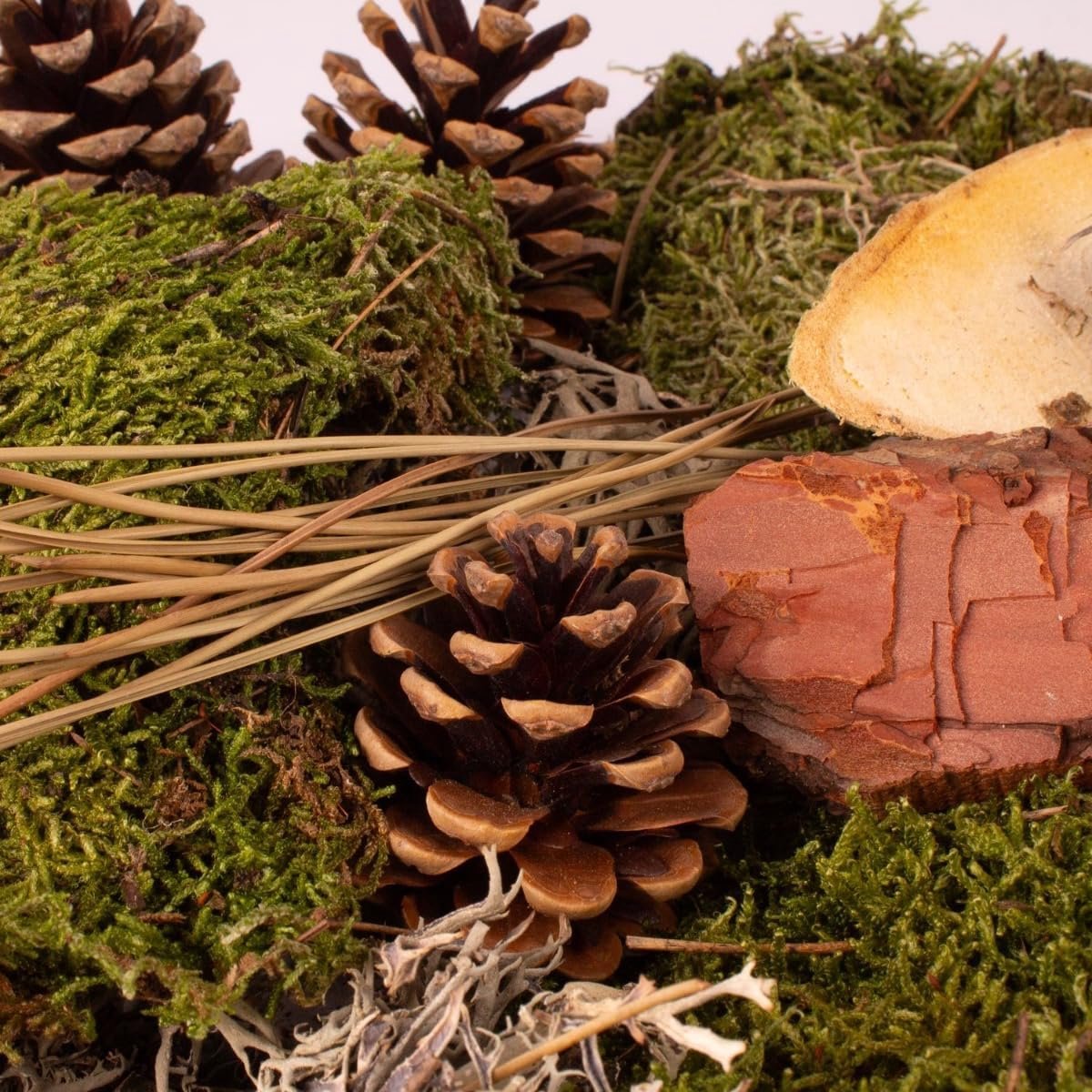 Decoratiemos QUIKISA - Natuur strooidecoratie - Huis decoreren - Natuurproduct - 500 g - Groen bruin