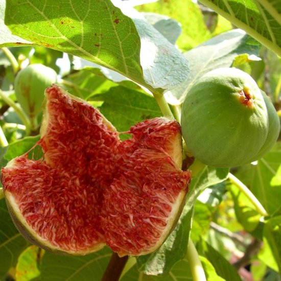 Vijgenboom - Fruitplant Vaste Plant - Fruit Kweken - Twee Jaar Gekweekt - Max 170 cm - Groen — afbeelding 3