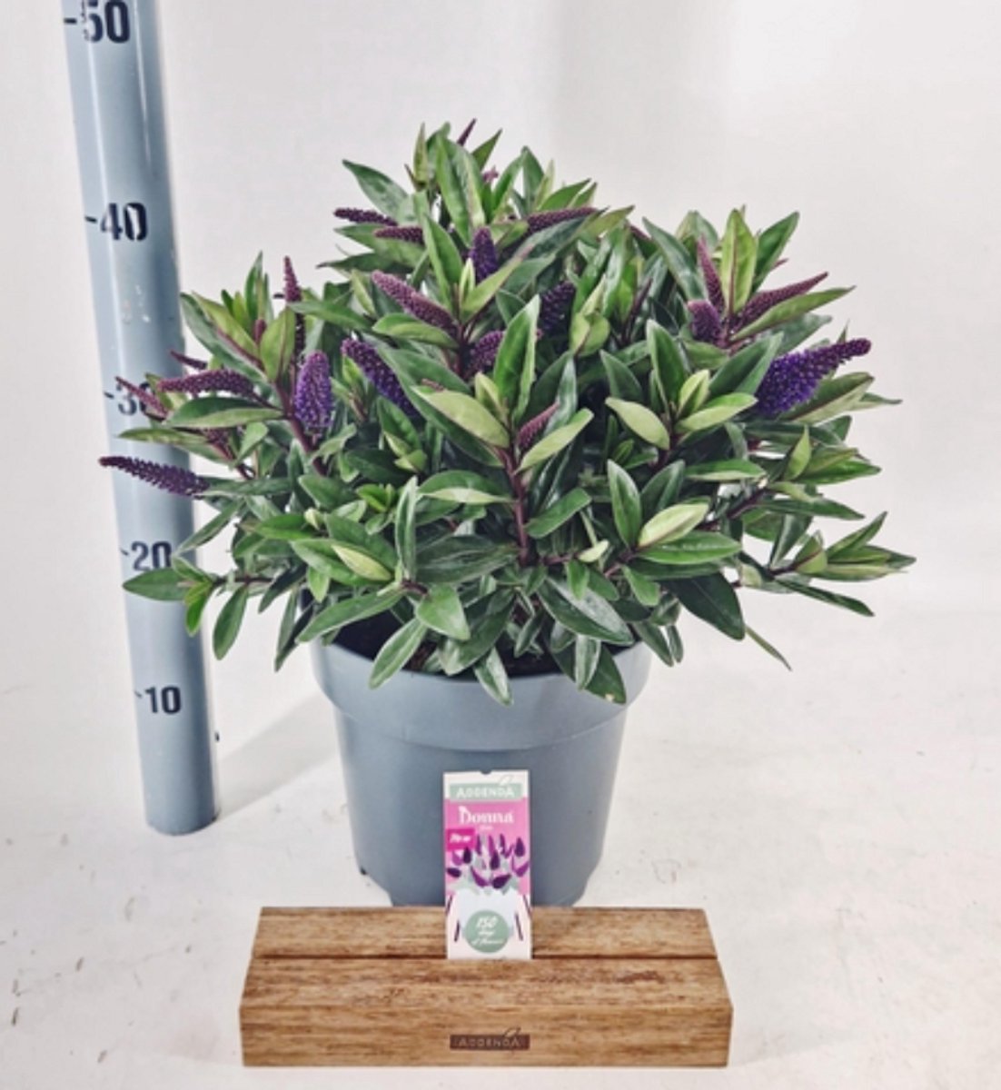 Hebe Donna® 'Purple' (Addenda) - Struikveronica | 30-40 cm in pot 5 liter