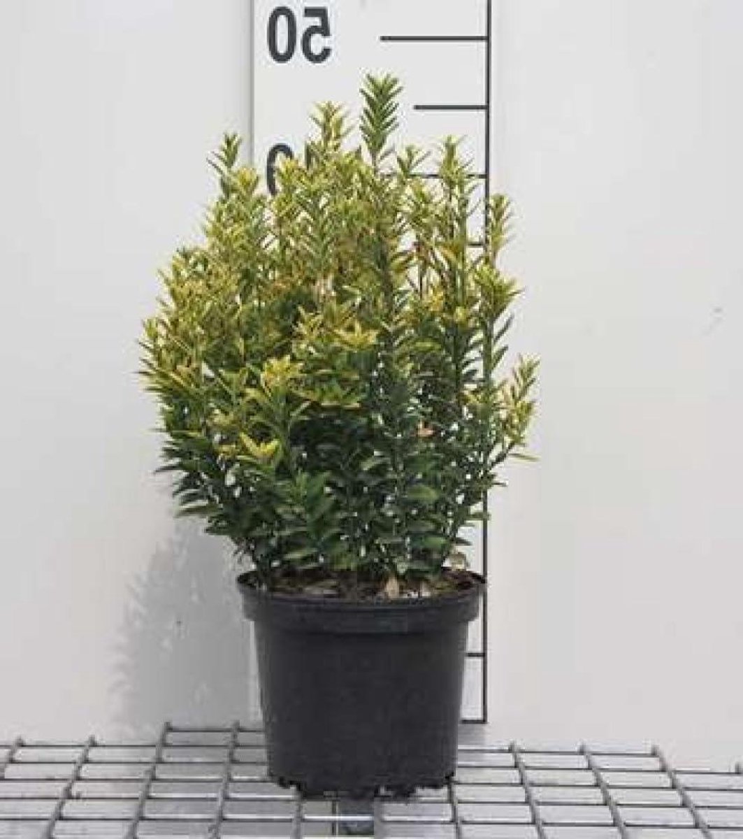 Kardinaalsmuts struik - Japanse kardinaalshoed - Tuin decoratie - Bonte bladkleuring - 20-30 cm - Groen met geel