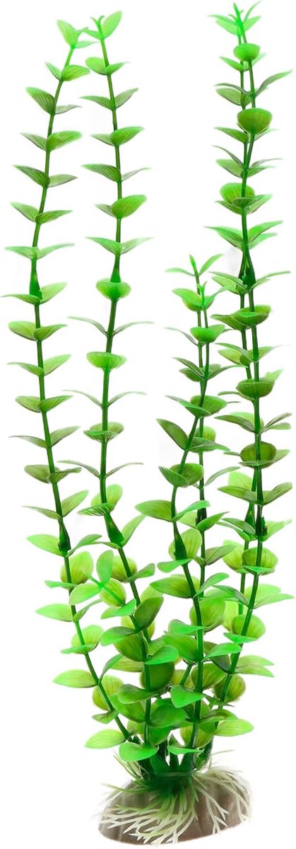 Rotala Rotundifolia Plant Classic, X-Large