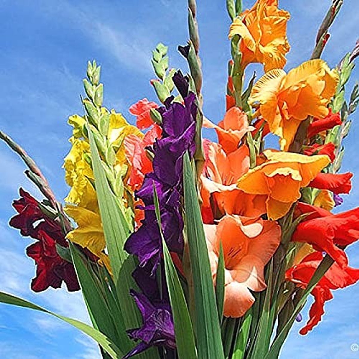 Elzusha - Set van 6 Gladiolus Bulben Mix