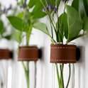 Close-up van glazen reageerbuisjes met planten en bruine leren bandjes, bevestigd aan een muur met magnetische ophanging.