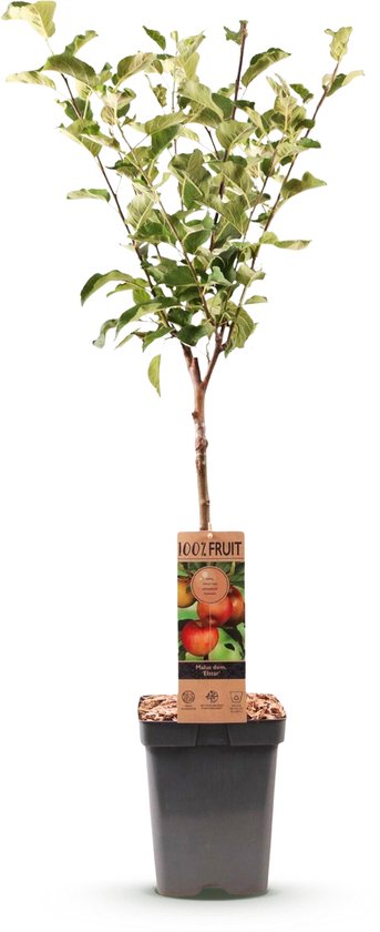 Appelboom met groene en wit-groene bladeren, in een zwarte pot. De boom heeft een label met afbeeldingen van appels.