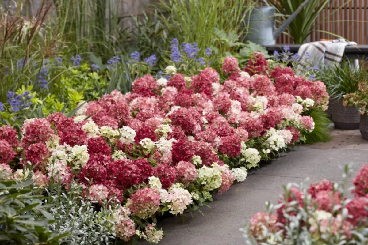 Hydrangea pan. Groundbreaker® Ruby - Set van 2 - Winterhard - Bodembedekkende Hortensia - Pot 1.5 Liter - Rode Bloem