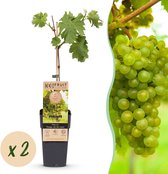 Green boutiQ - Fruitplant - Vitis vinifera Boskoop Glory - Druivenplant - Winterhard - Blauwe Druif - 2 Planten - Pot 15cm - Hoogte 50cm