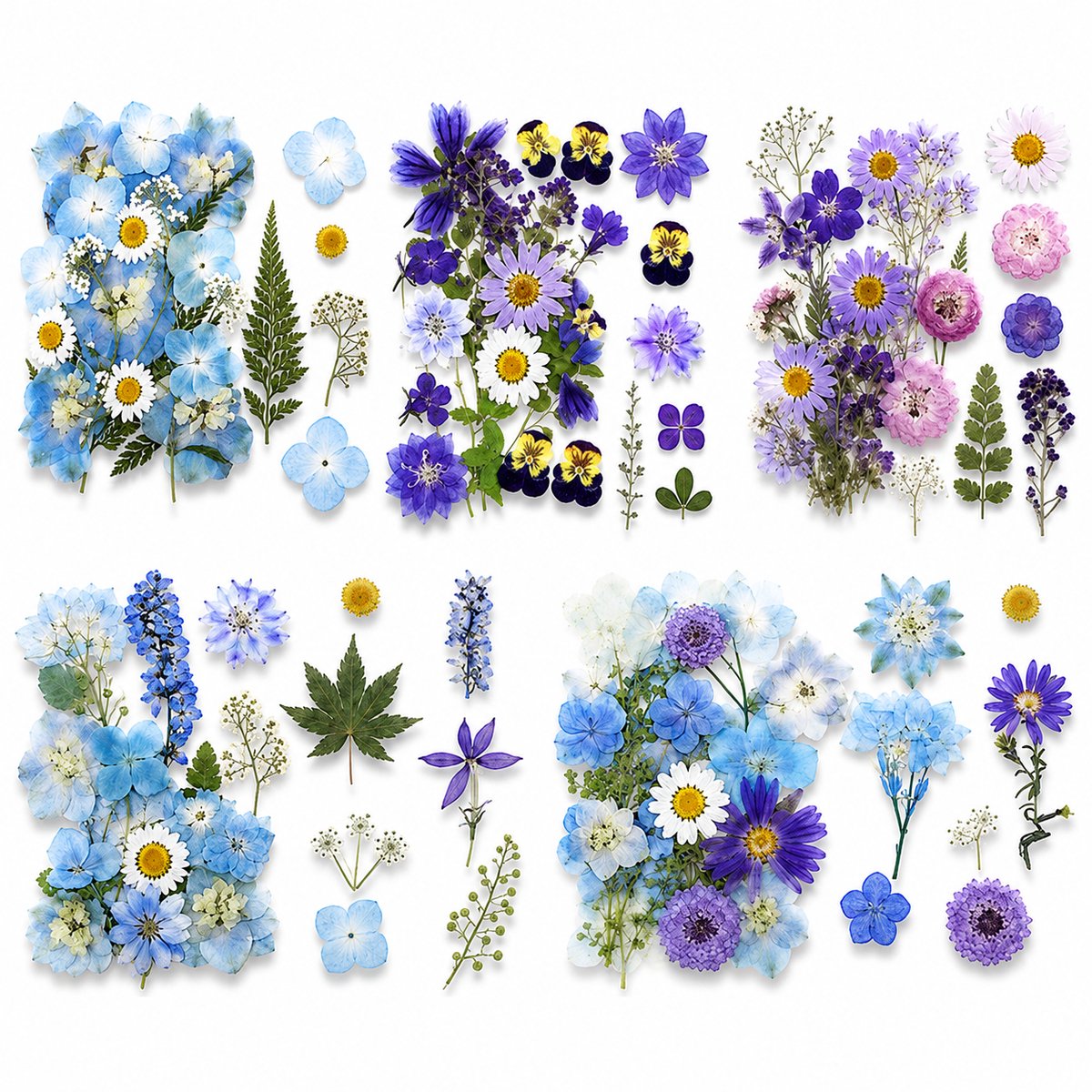 BOTC Natuurlijk Gedroogde Bloemen - Droogbloemen - Set van 5 stuks - Voor Resin Art, Sieraden,en DIY Decoratie Blauw en paars