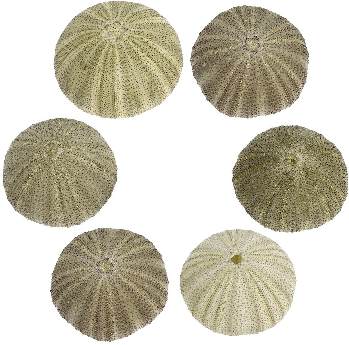Omgoods - Set van 6 Natuurlijke Zee-egelschalen voor Decoratie en Knutselen