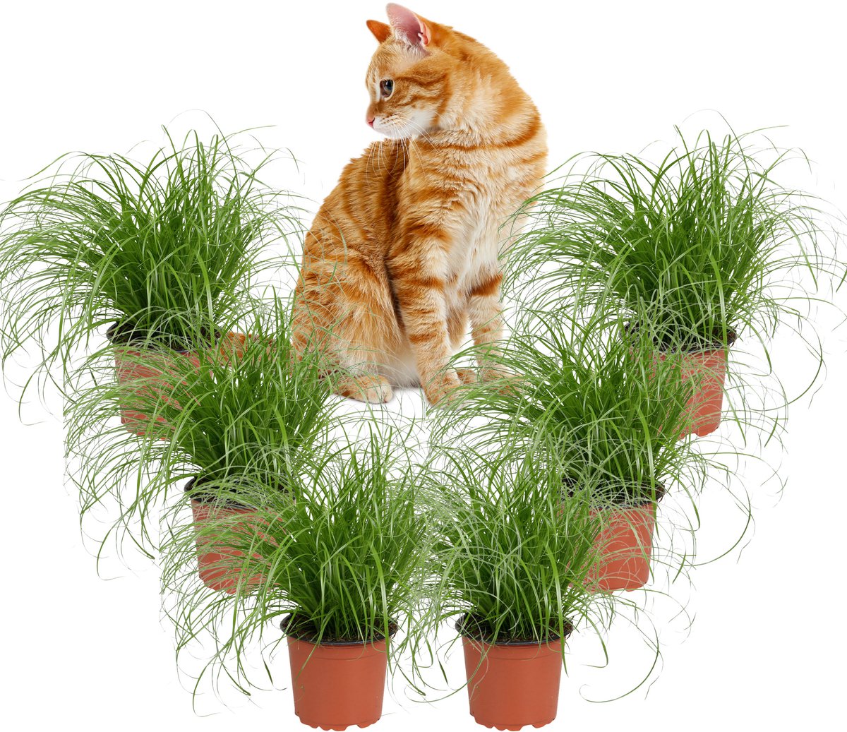 Kattengras – Cyperus Zumula XL – Set van 6 Kamerplanten – Diervriendelijk – 30 cm – Pot 12 cm