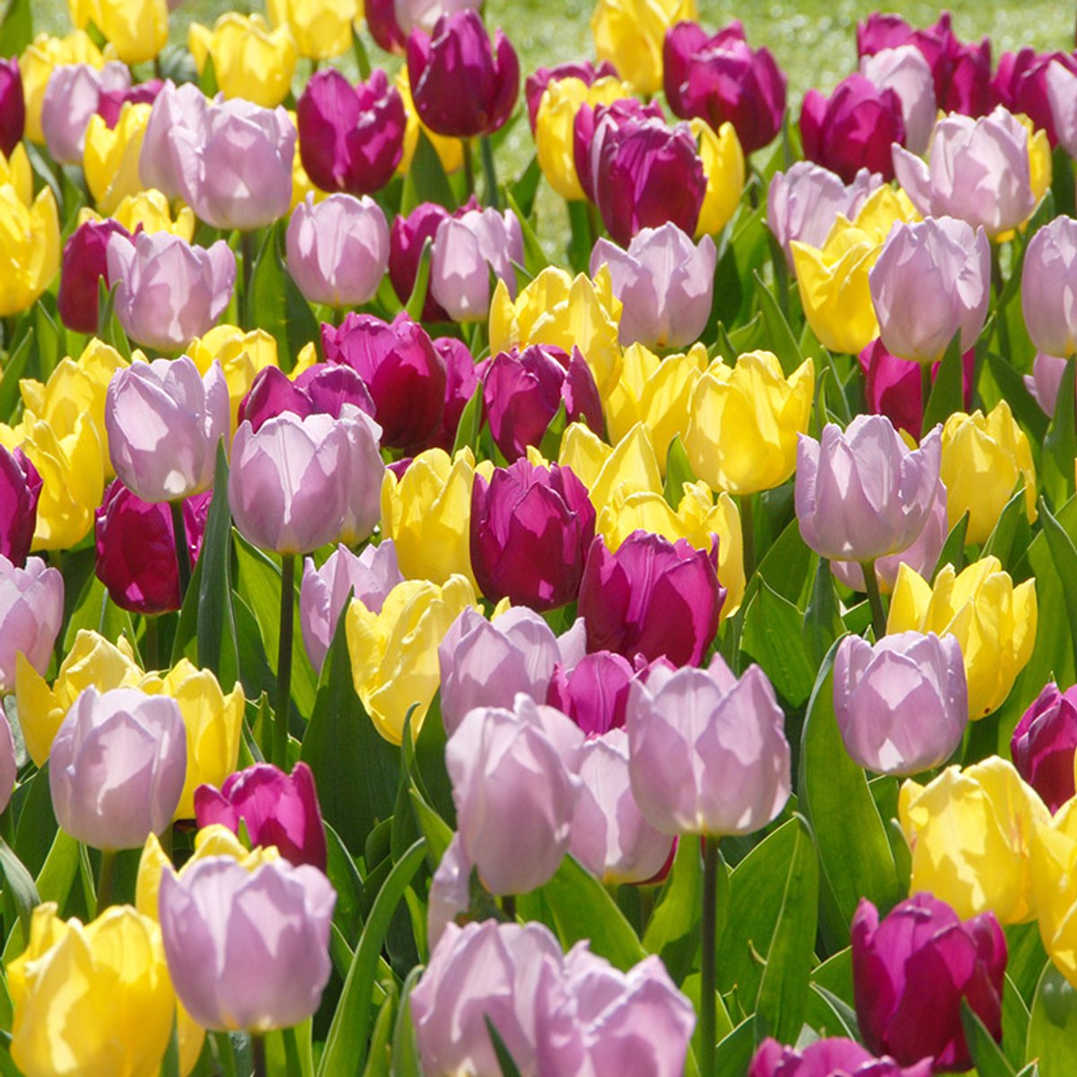 Bloembollen Mix Tulpen Prince of Love | 300 stuks | Voordeelverpakking