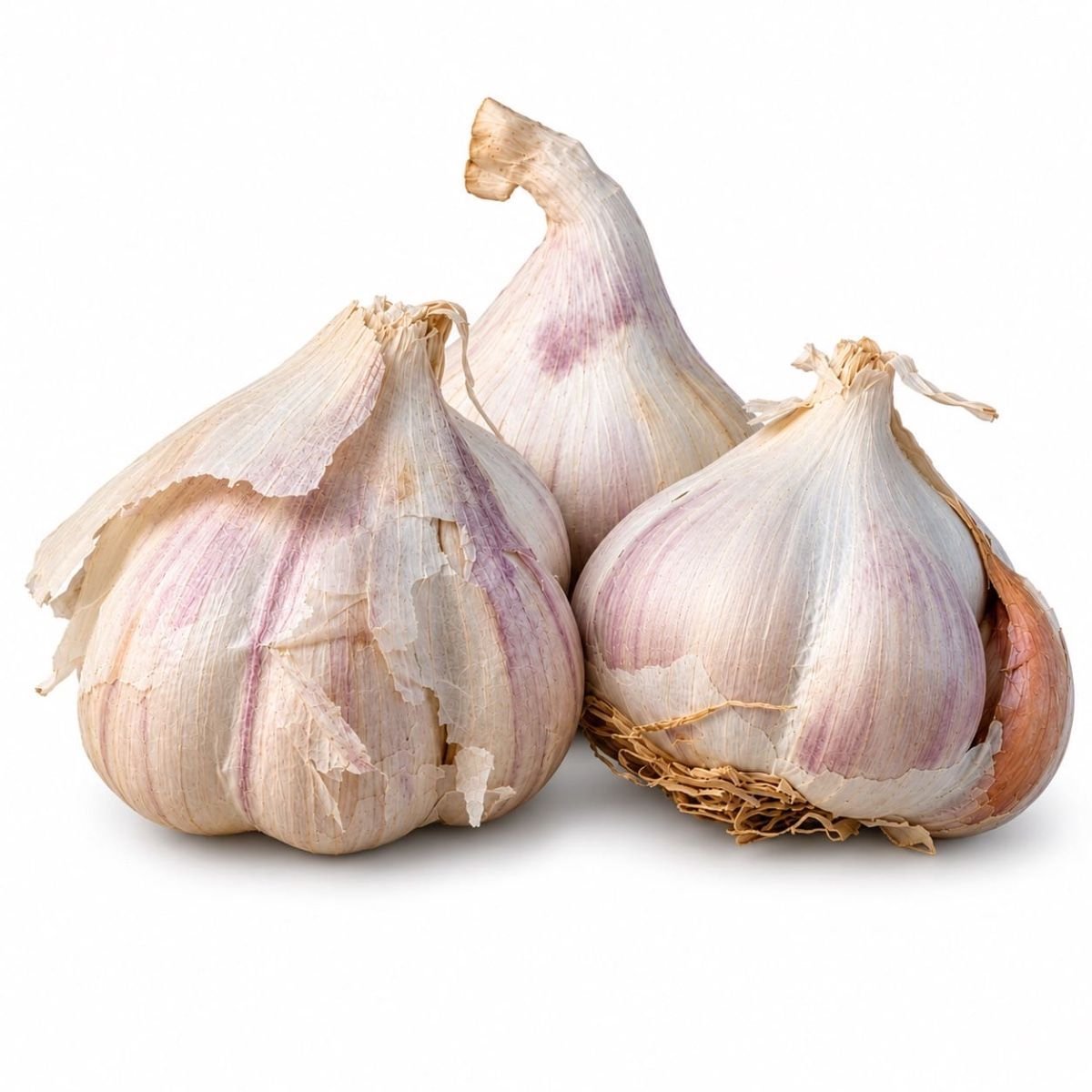 Rode Plantknoflook – 3 Bollen – Najaarsknoflook – Rode Knoflook – Pootknoflook – Zelf Knoflook Kweken – Tuin de Bruijn