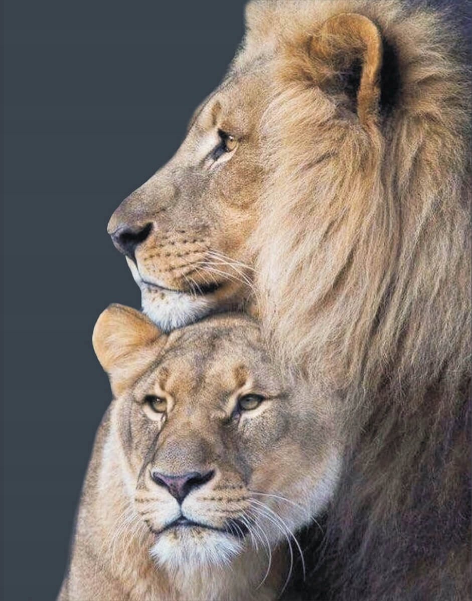 5D Diamond Painting Kit met Lijst - 40x50 cm - Familie Leeuwen