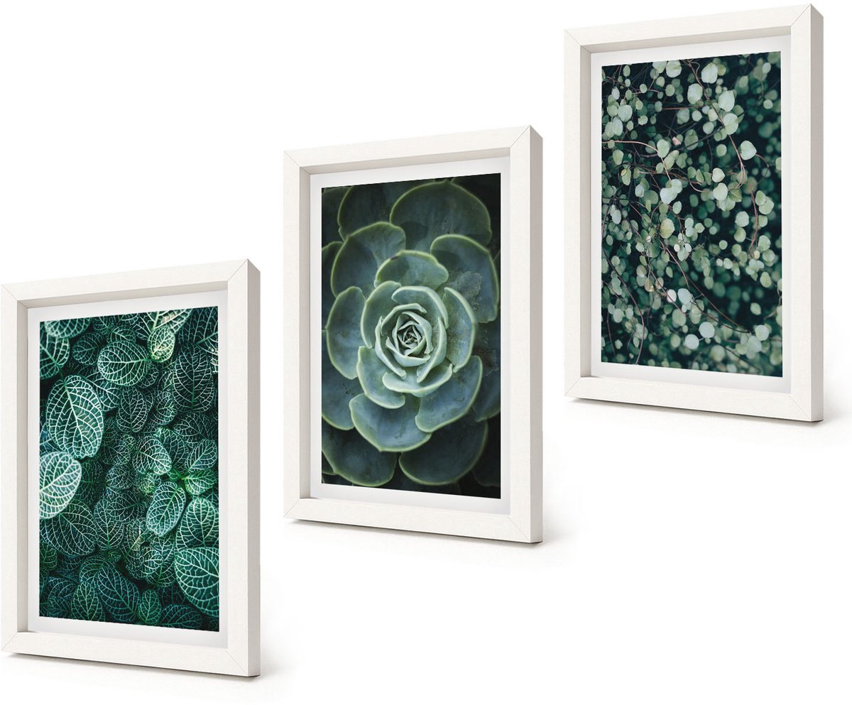 Coloray 3-Delige Schilderij Set - Groene bladeren van vetplanten en tere takjes - 20x30 - Muurdecoratie - Wanddecoratie - Hal - Moderne Wanddecoratie