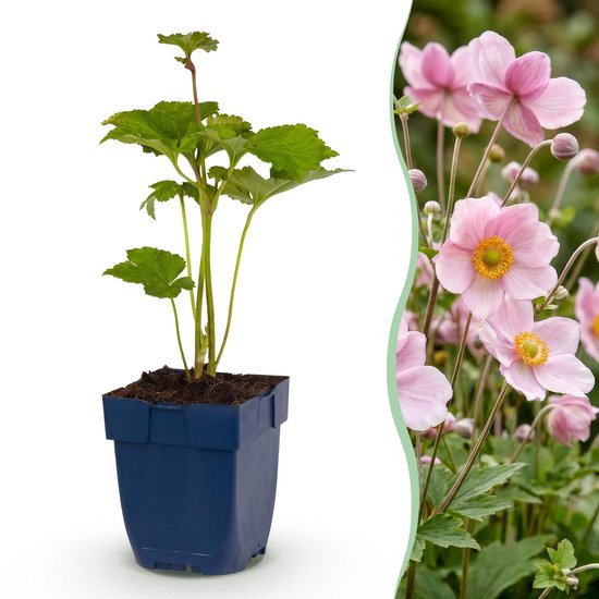 Groene plant in een blauwe pot, met daarnaast roze anemoonbloemen met gele kernen en groene bladeren.
