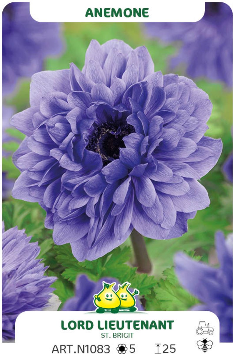 25 bollen Anemone St Brigit Lord Lieutenant maat I