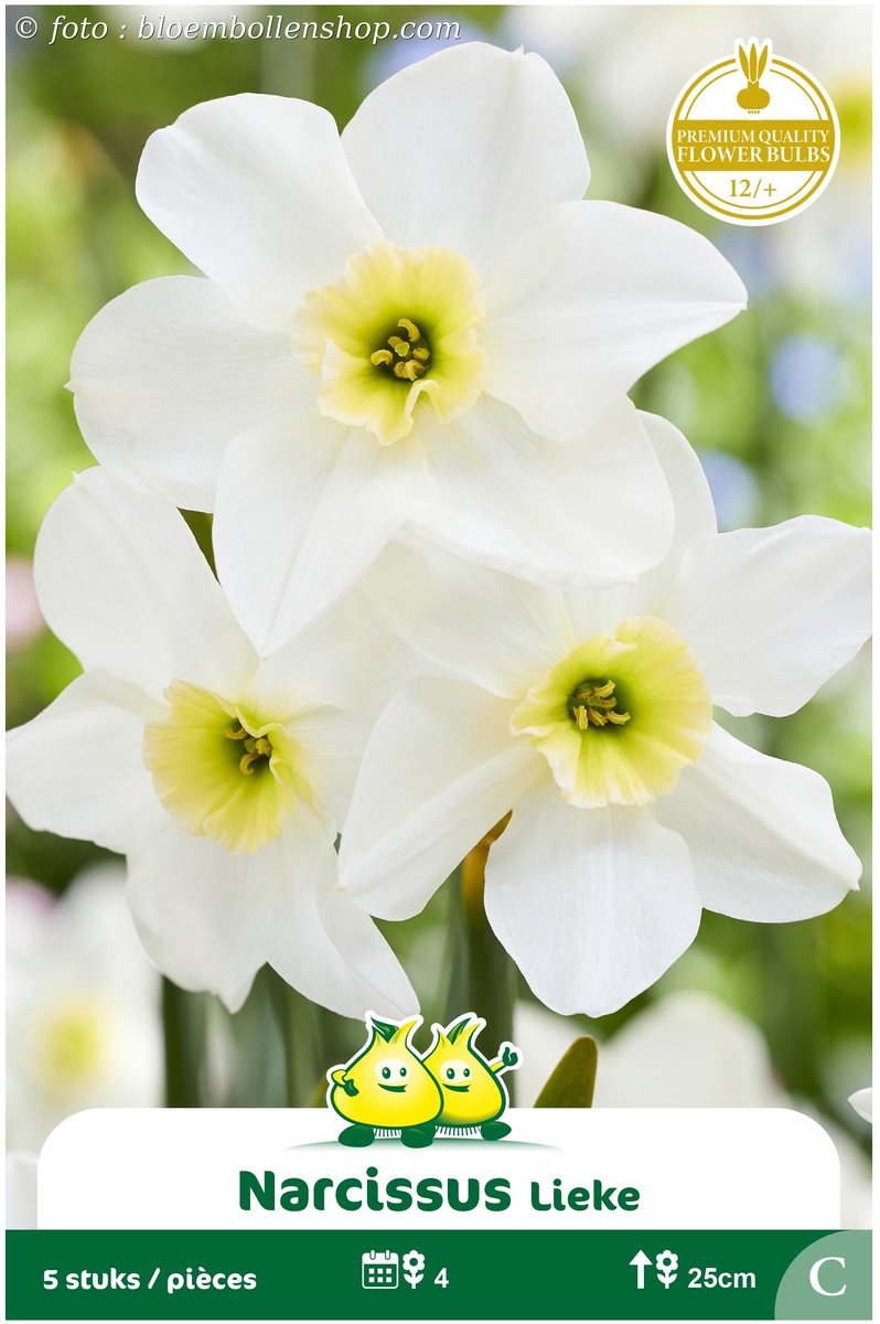 3 Zakjes Botanische Narcis Lieke maat 12/+