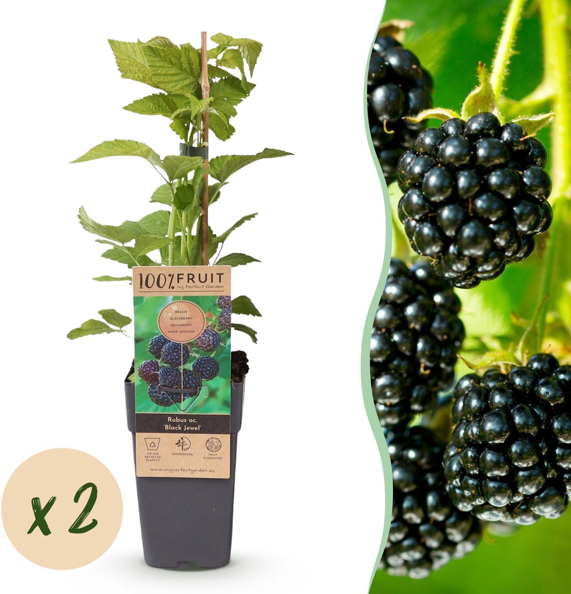 Plantenboetiek.nl | Rubus occ. Black Jewel - Bramenplant - Winterhard - Zwarte Braam - 2 Planten - Ø15cm - 40-50cm hoog - Tuinplant