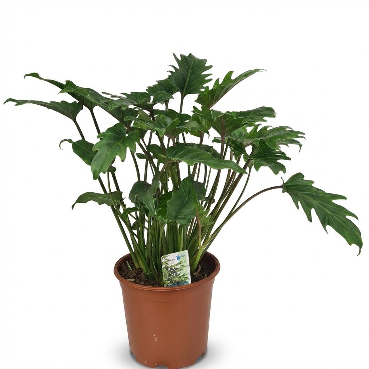 Plantenboetiek.nl | Philodendron - Philodendron Xanadu - Groen - Weinig onderhoud - Ø19cm - 50-60cm hoog - Kamerplant - Groenblijvend