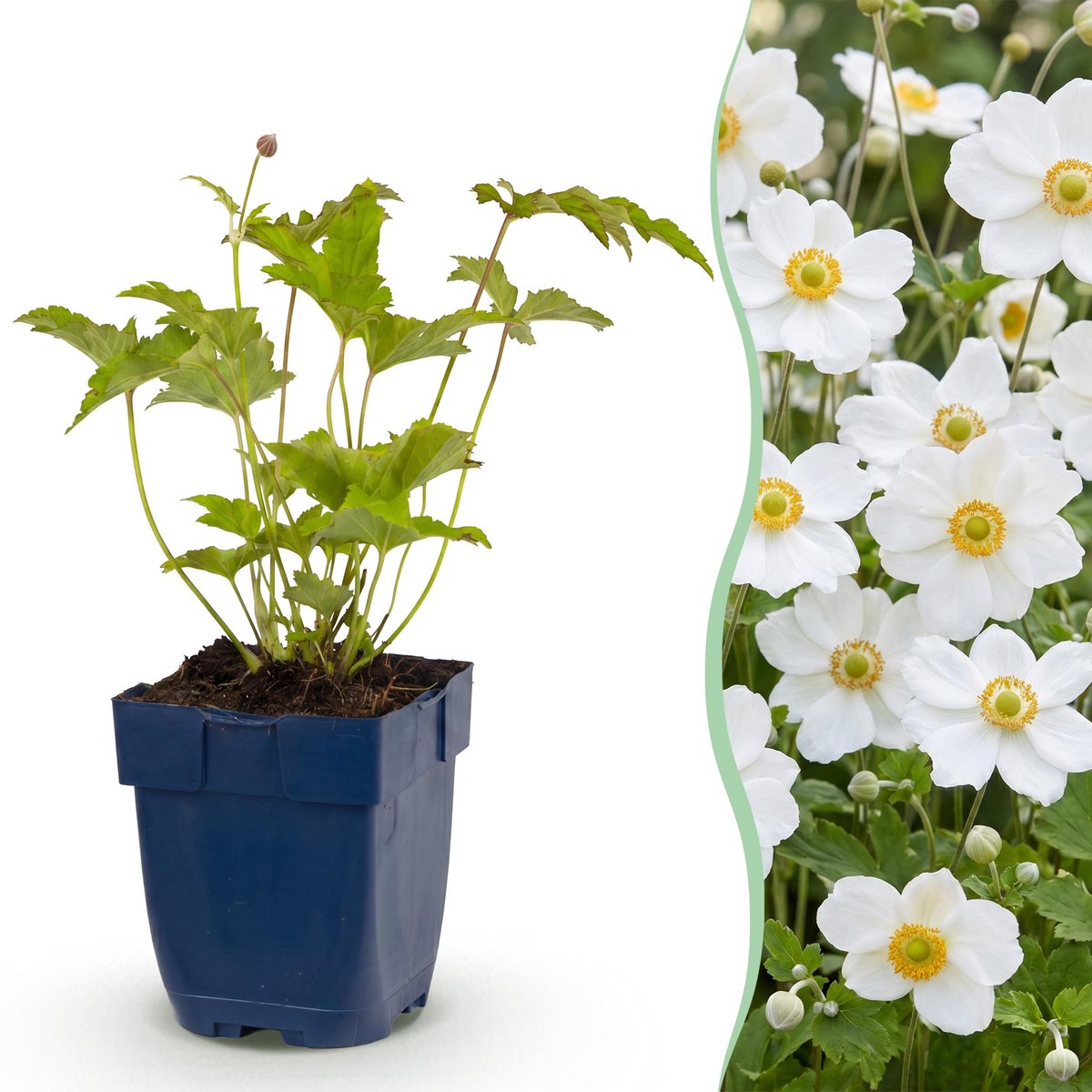 Plantenboetiek.nl | Anemone hybr. Hon. Jobert - Herfst Anemoon - Schaduw - Wit - 3 Planten - Ø11cm - 15-25cm hoog - Tuinplant