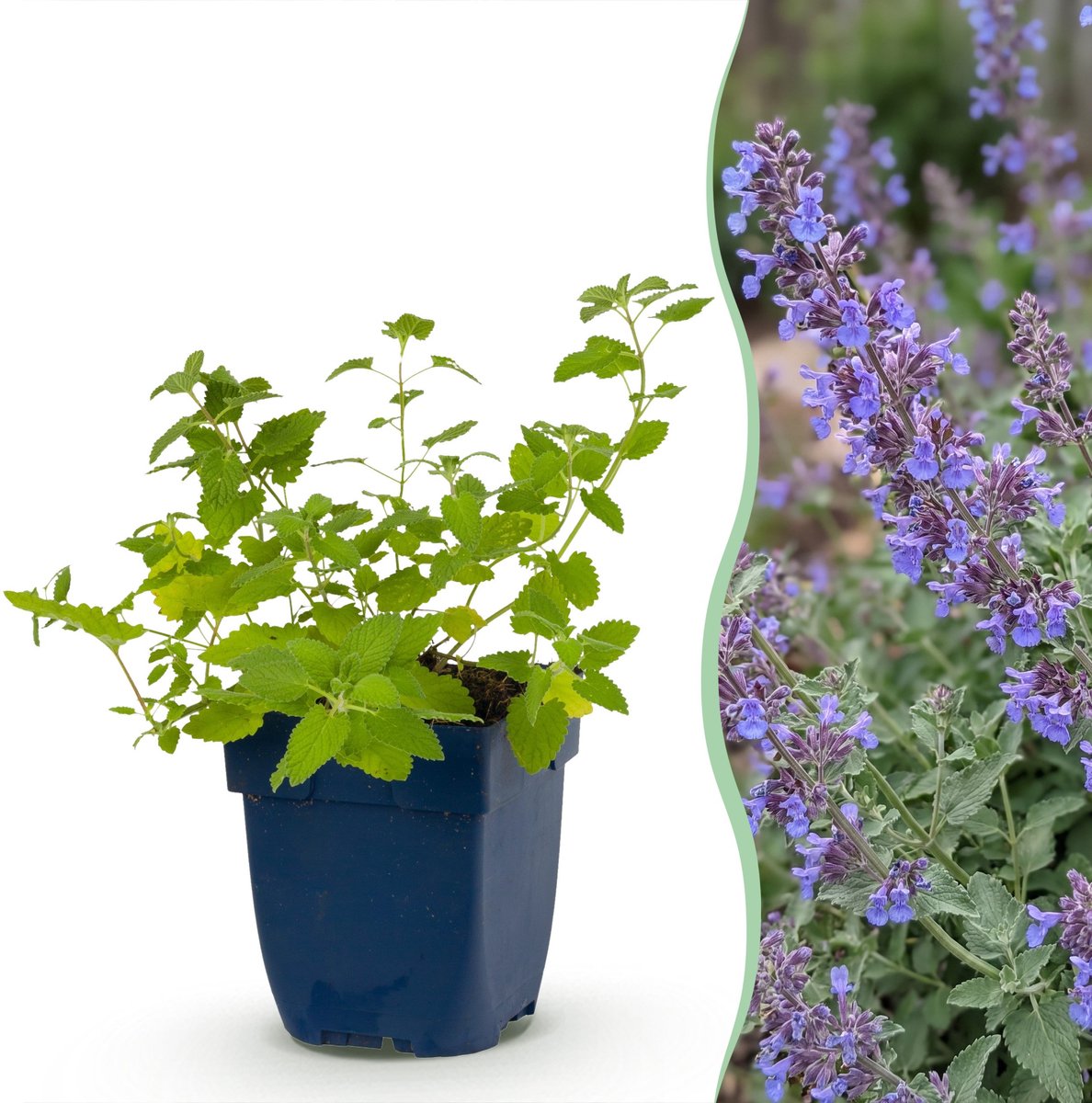 Plantenboetiek.nl | Nepeta faassenii 'Six Hills Giant' - Kattenkruid - Bijen- en vlinderlokkers - Paars - 12 Planten - Ø11cm - 15-25cm hoog - Tuinplant
