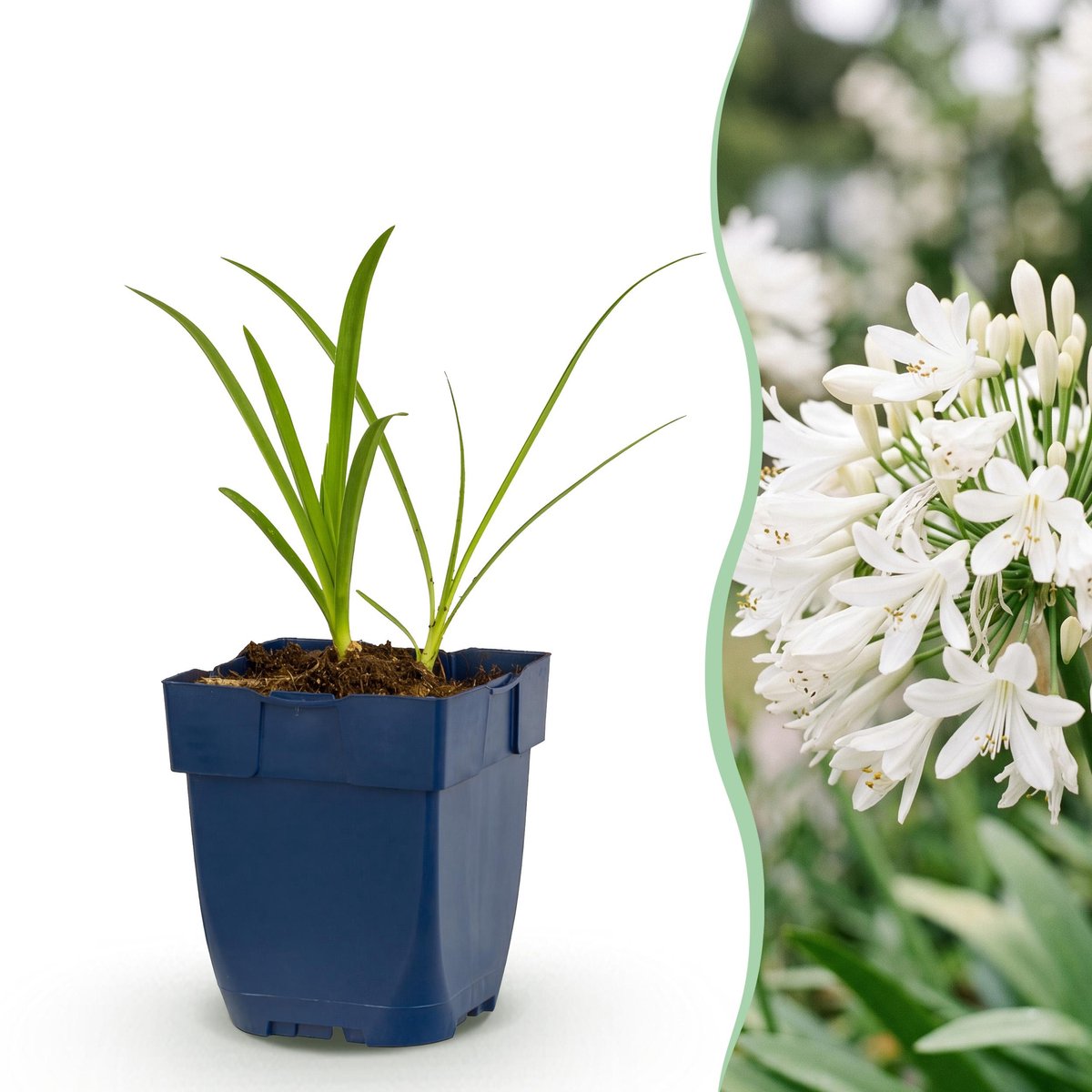 Plantenboetiek.nl | Agapanthus africanus Albus - Afrikaanse Lelie - Bijen en Vlinderlokkers - Wit - 6 Planten - Ø11cm - 15-25cm hoog - Tuinplant
