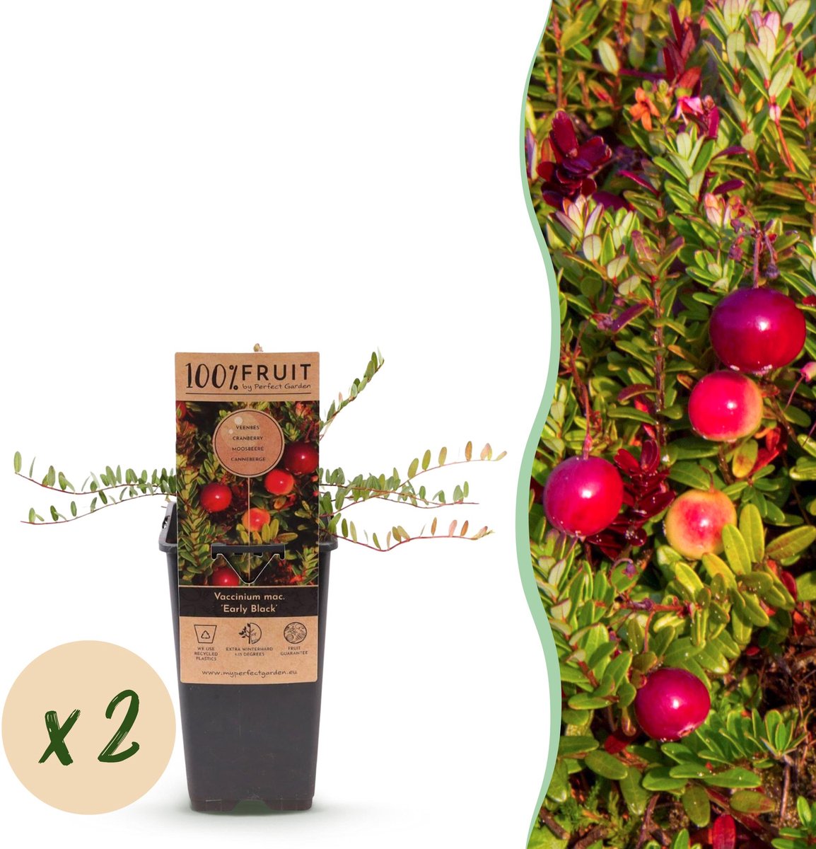 Plantenboetiek.nl | Vaccinium mac. Early Black - Cranberry - Winterhard - Blauwe Bes - 2 Planten - Ø15cm - 40-50cm hoog - Tuinplant