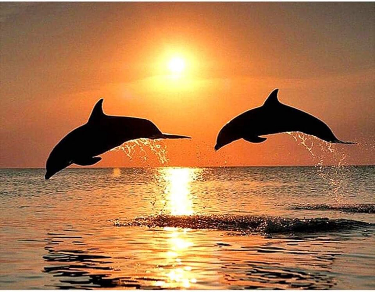 5D DIY Diamond schilderij Dolphin borduurwerk volledige vierkante Diamond Cross Stitch zonsondergang Water Dolphin Rhinestone schilderij Holiday Gift frameloze 50x40cm