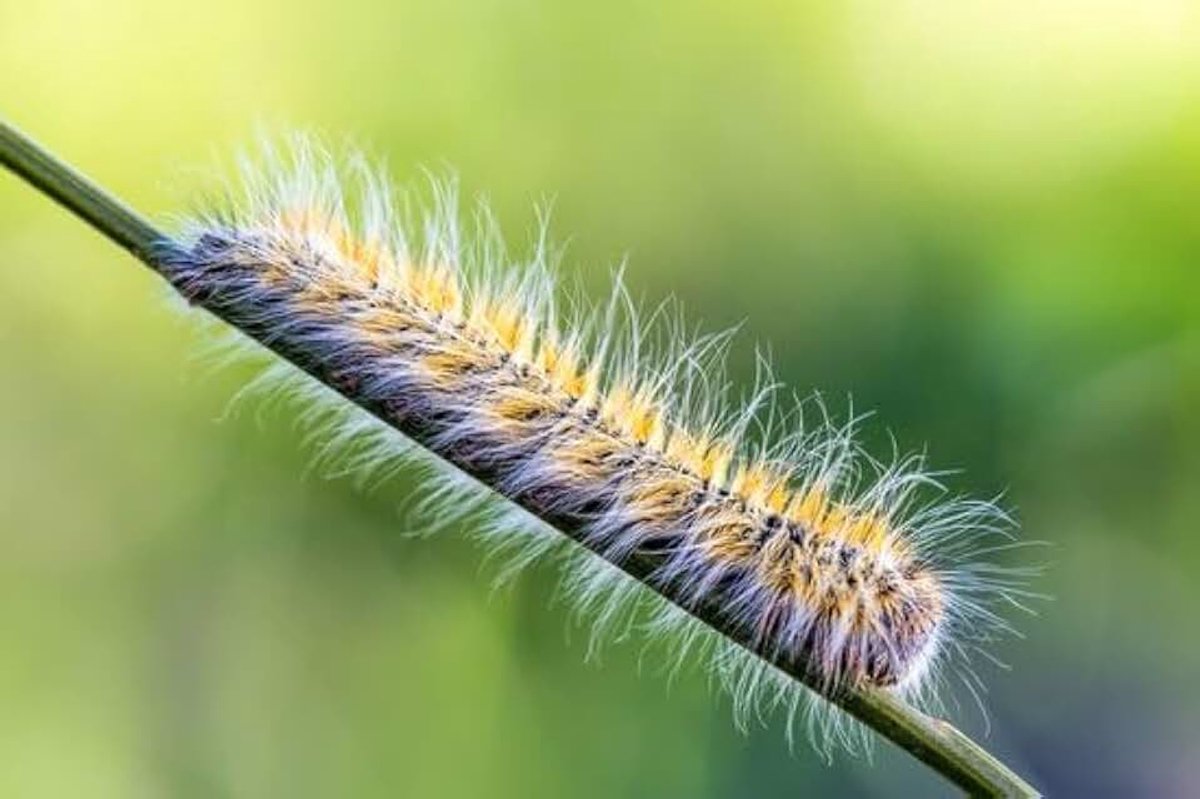 Tegen eikenprocessierups voor 10M2 - eikenprocessierups ecologische controle - ecologische bestrijding eikenprocessierups