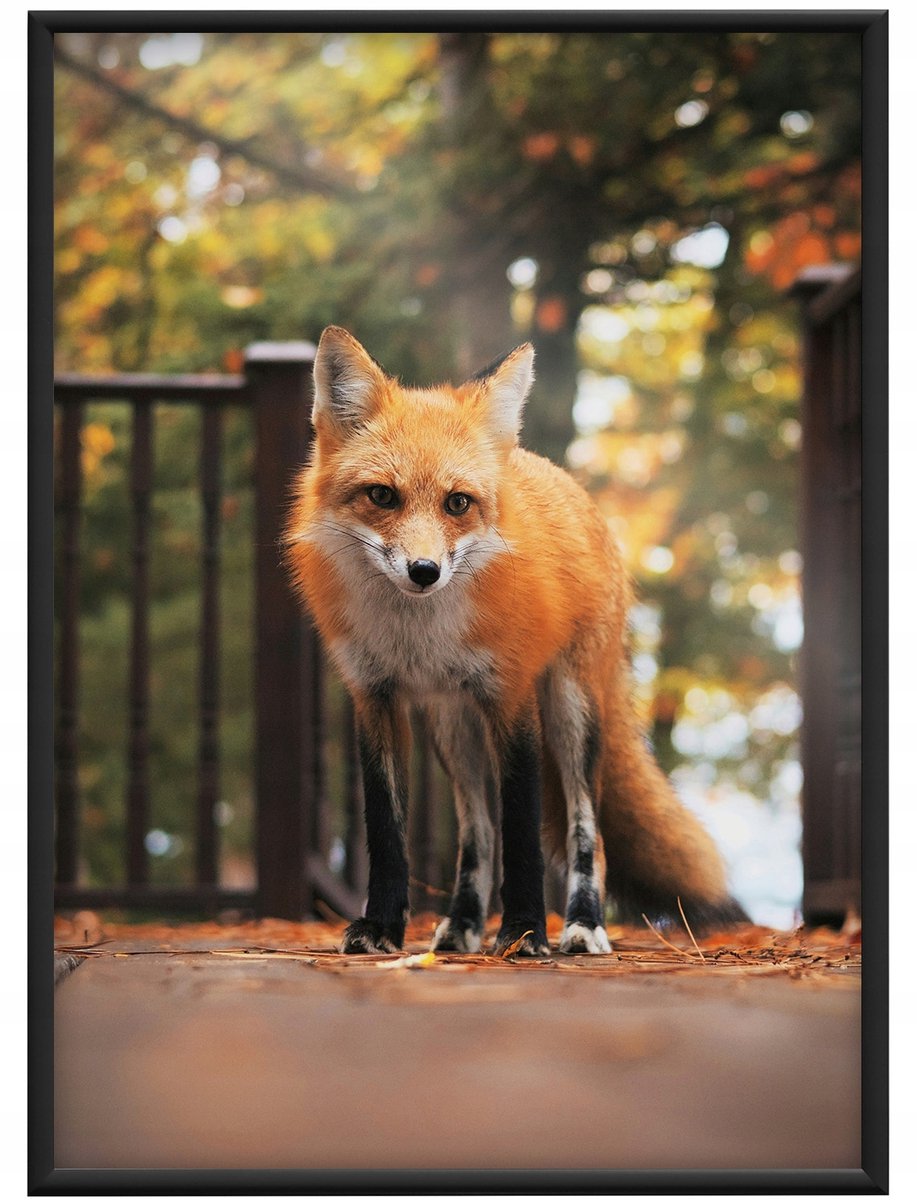 Aluminium Fotolijst Zwart 50x60cm - Gereedschapsloos Ophangen