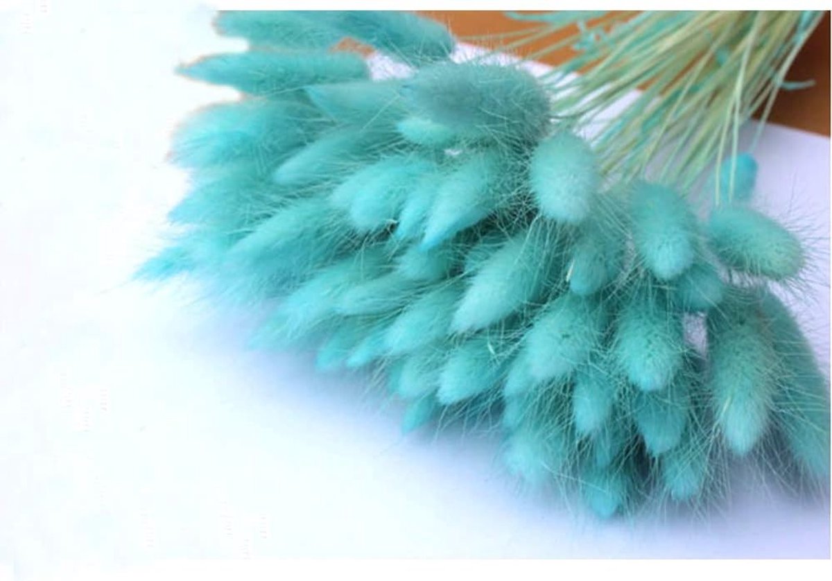 Lagurus Ovatus Dried Flowers - Gedroogde Konijnenstaart Bloemen, Natuurlijke Decoratie, 50 Stuks voor Fotografie en Interieurdecoratie