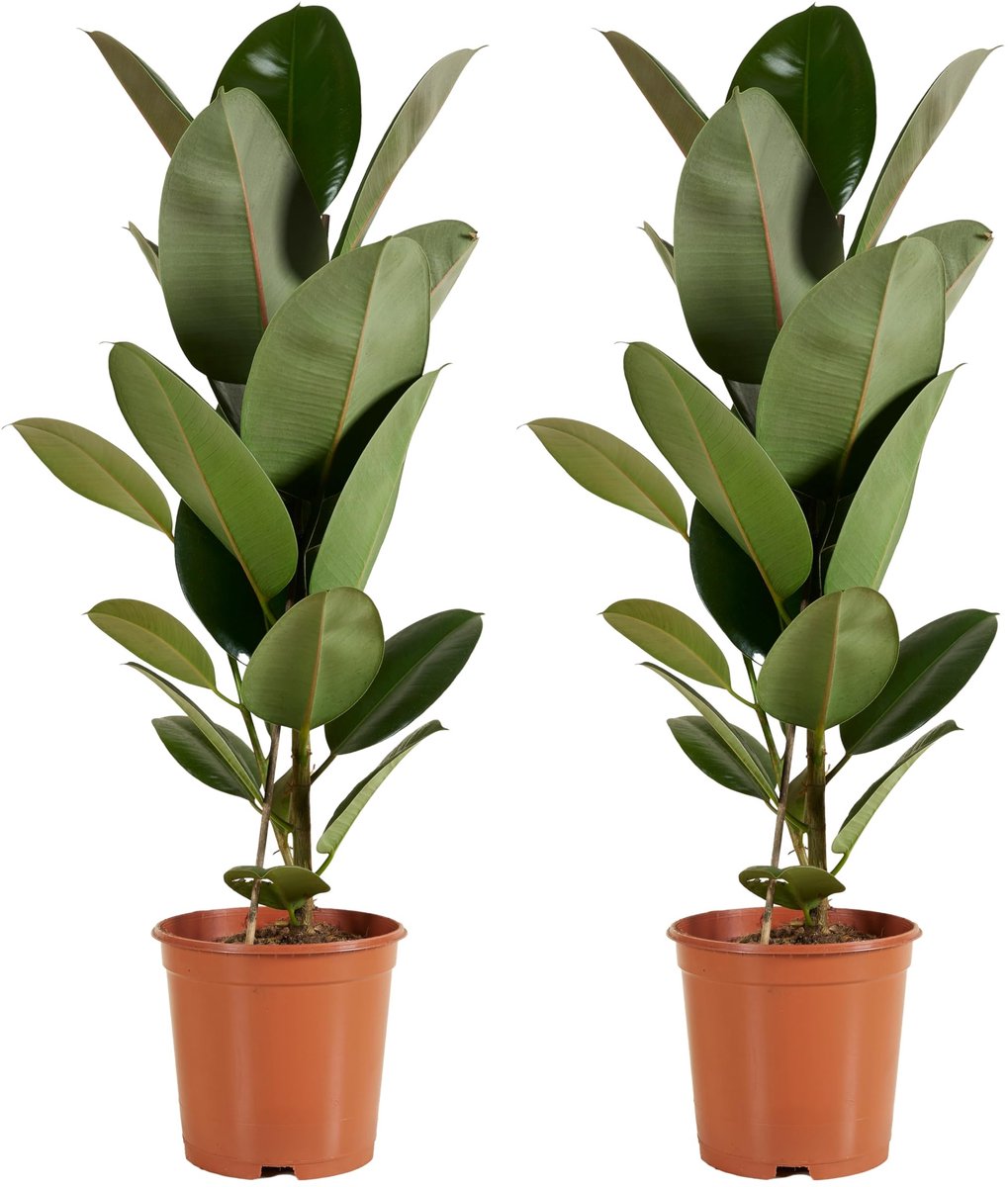 Dailygoods - Ficus Elastica Robusta - Rubberboom - Luchtzuiverende Kamerplant - 80-100 cm Hoog