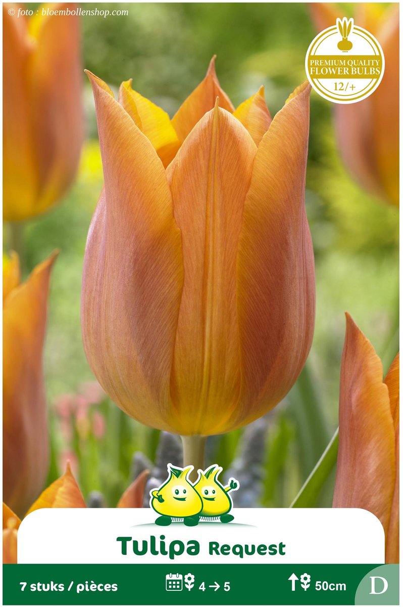 2 Zakjes Triumph Tulpen Request maat 12/+