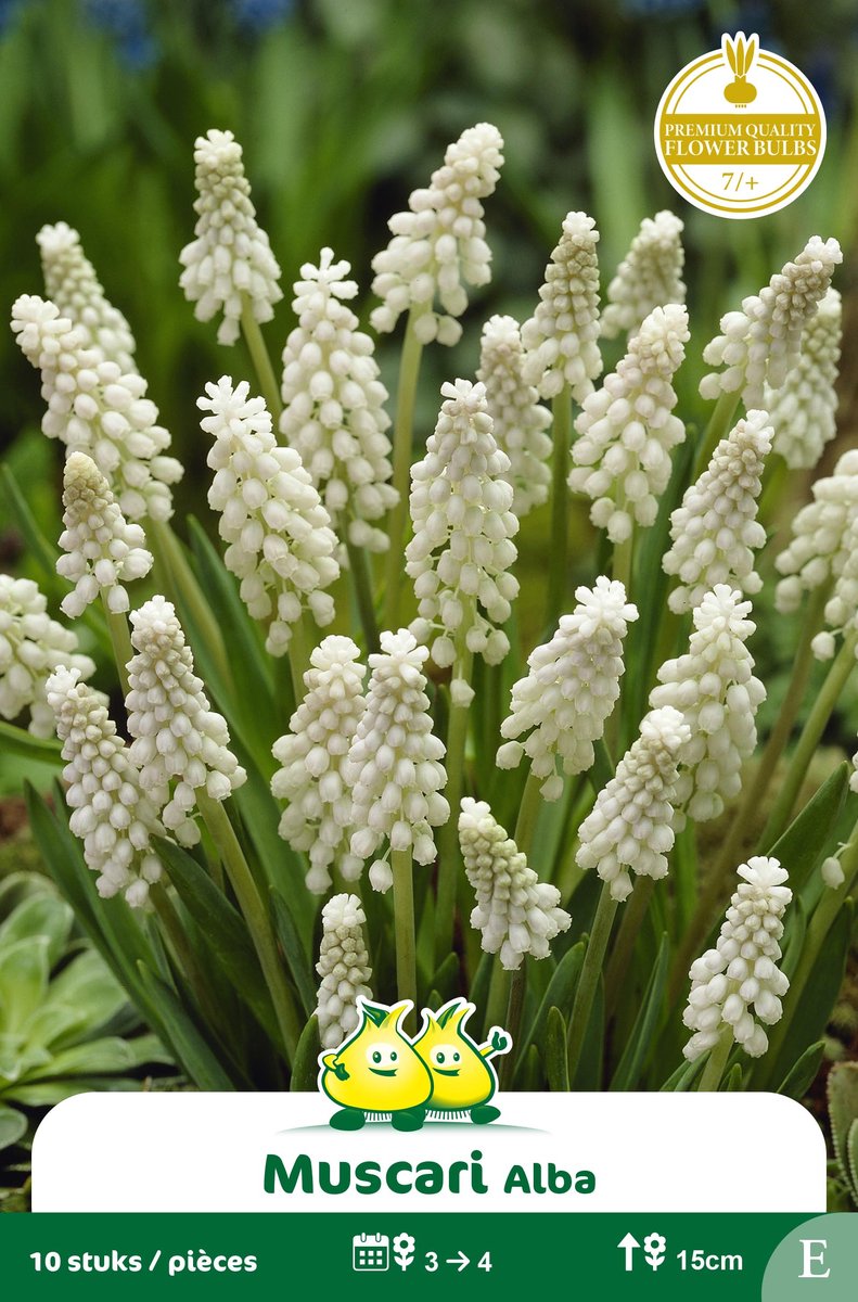 2 Zakjes Muscari Alba - wit maat 7/+