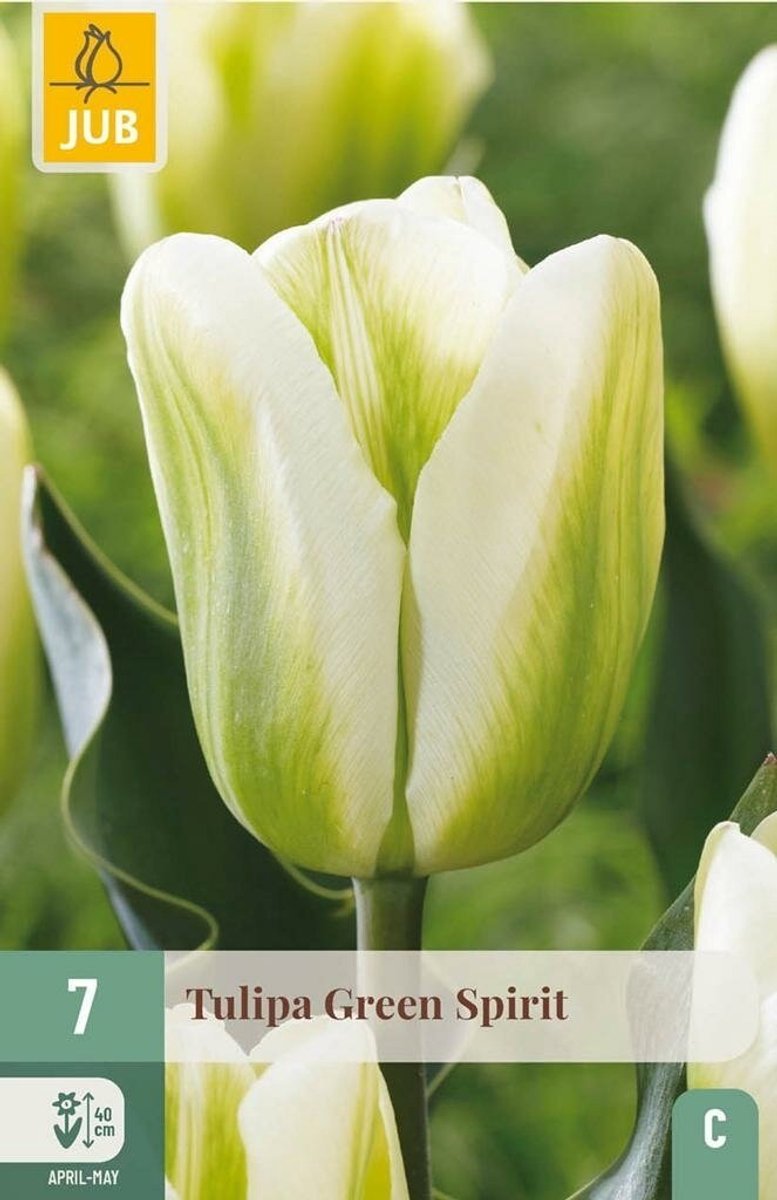 Tulipa green spirit 7st JUB