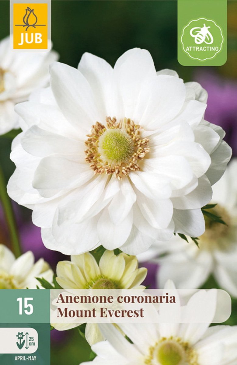 Anemone cor. Mount Everest bloembol JUB 15 stuks