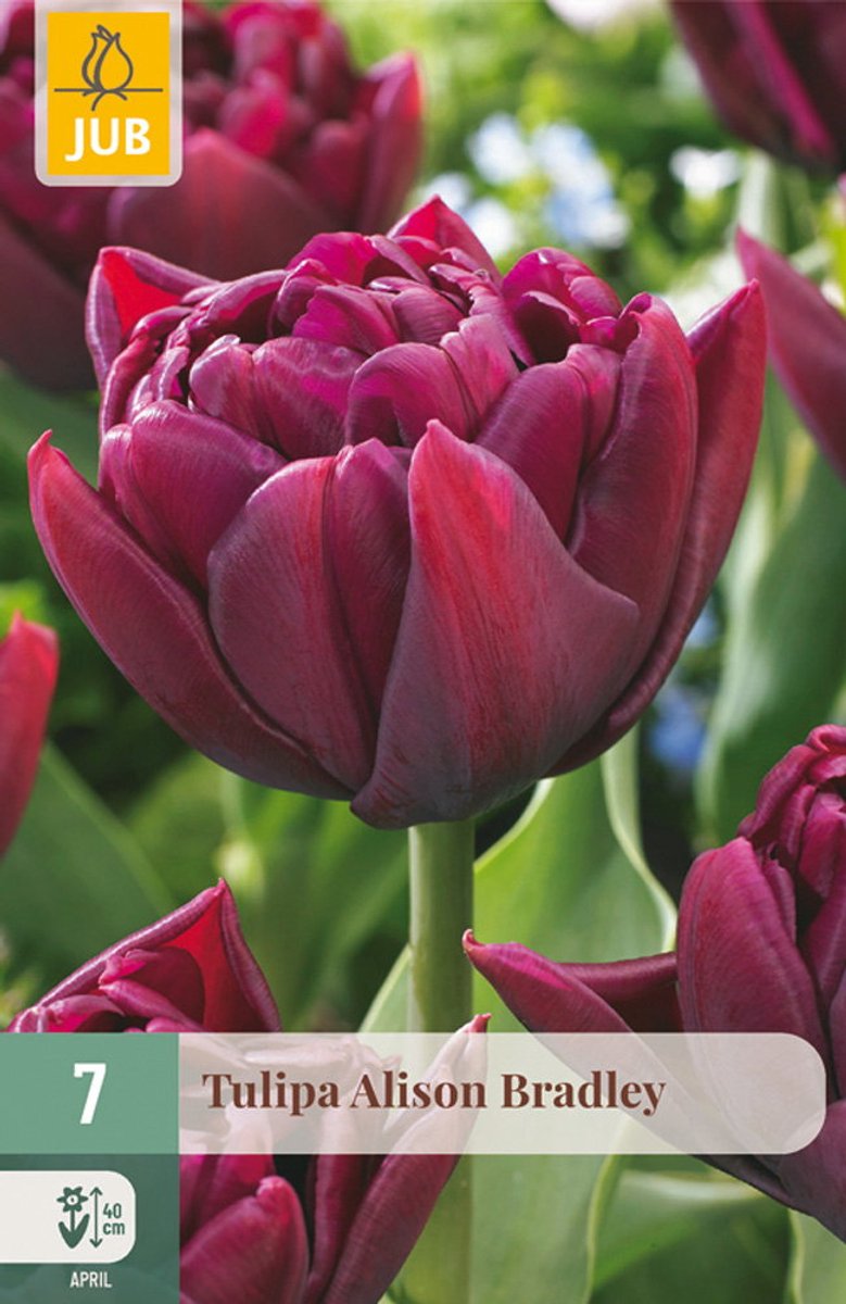 Tulipa Alison Bradley bloembol JUB 7 stuks