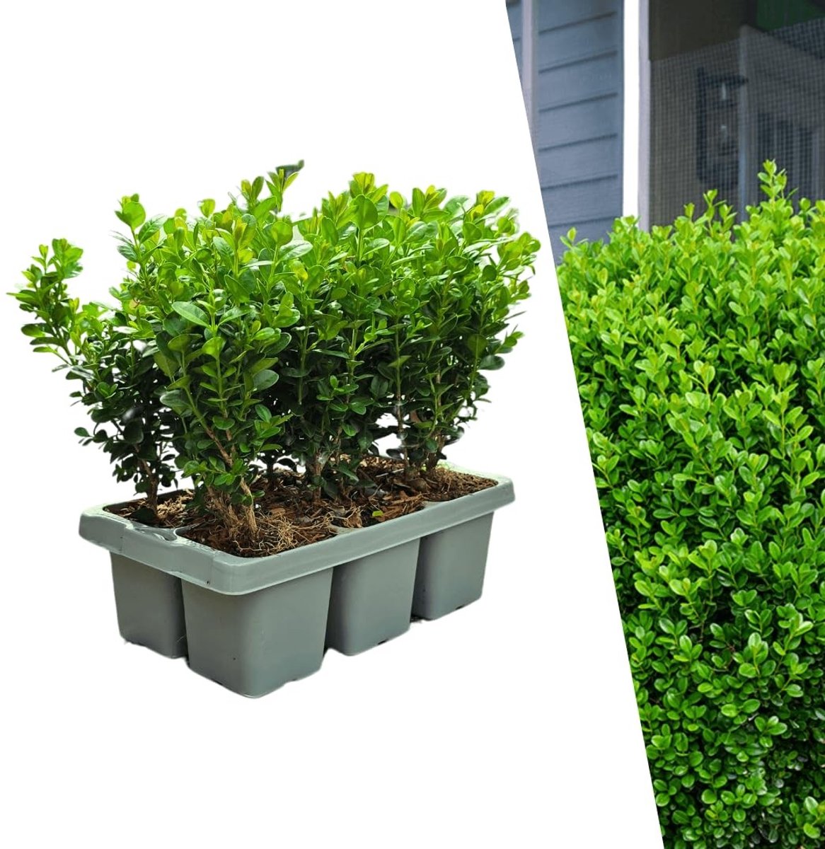 Buxus NewGen Freedom - 48 Winterharde Planten voor Heggen