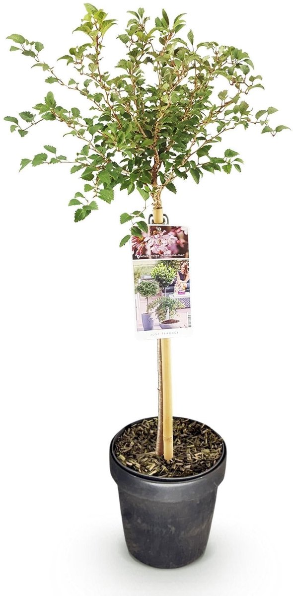 Fuji Kers - Compacte Terrasplant - Witte Bloemen
