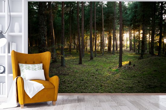 Papier Peint - Papiers Papier peint photo Arbre - Soleil - Herbe - Largeur 330 cm x Hauteur 220 cm