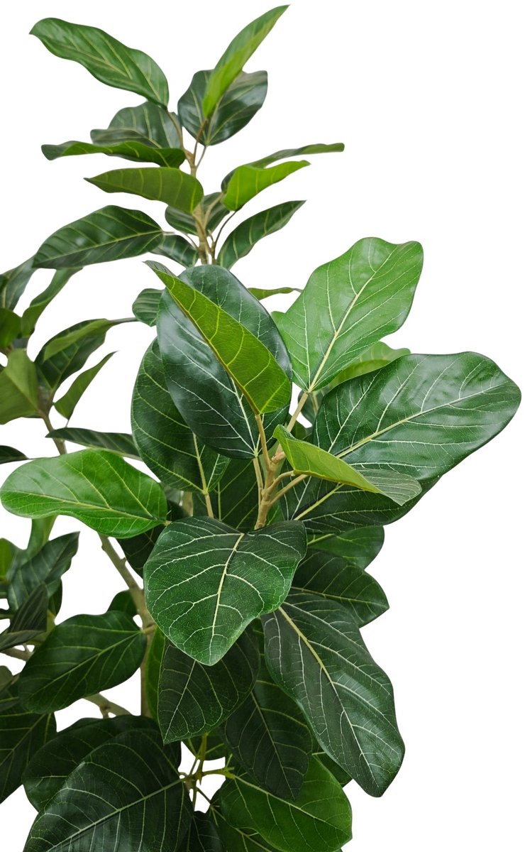 PrettyPlants Ficus Audrey 210cm Deluxe Groen